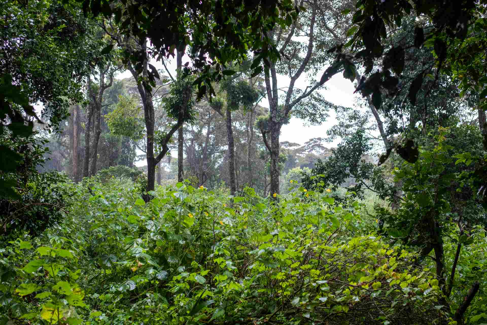 Exploring the Enchanting Beauty of Sinharaja Rain Forest in Sri Lanka